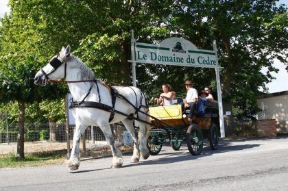 Le camping le Domaine du Cèdre